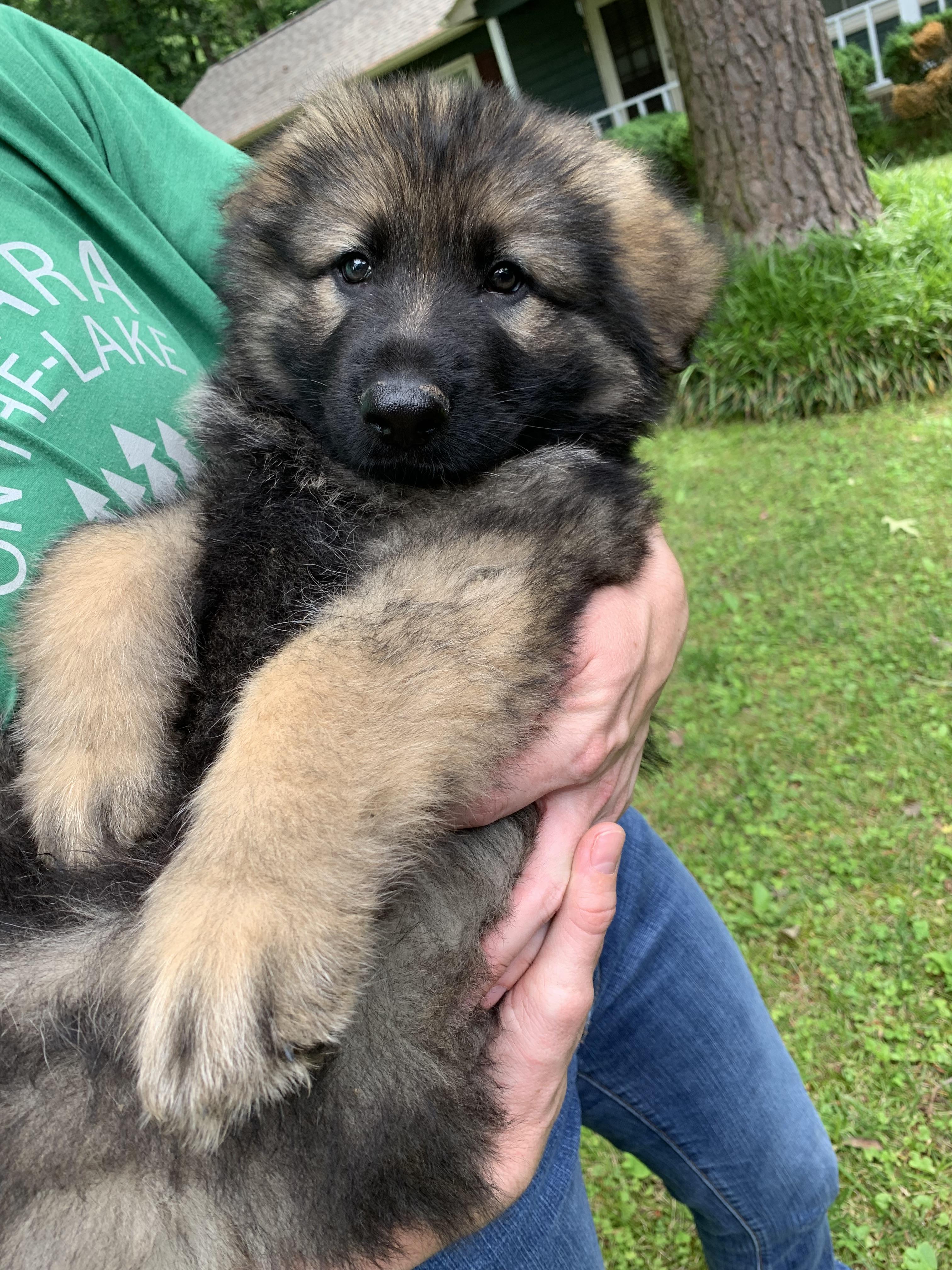 Enlarge Red, a Adopted German Shepherd Dog in Raleigh, NC image 3/5