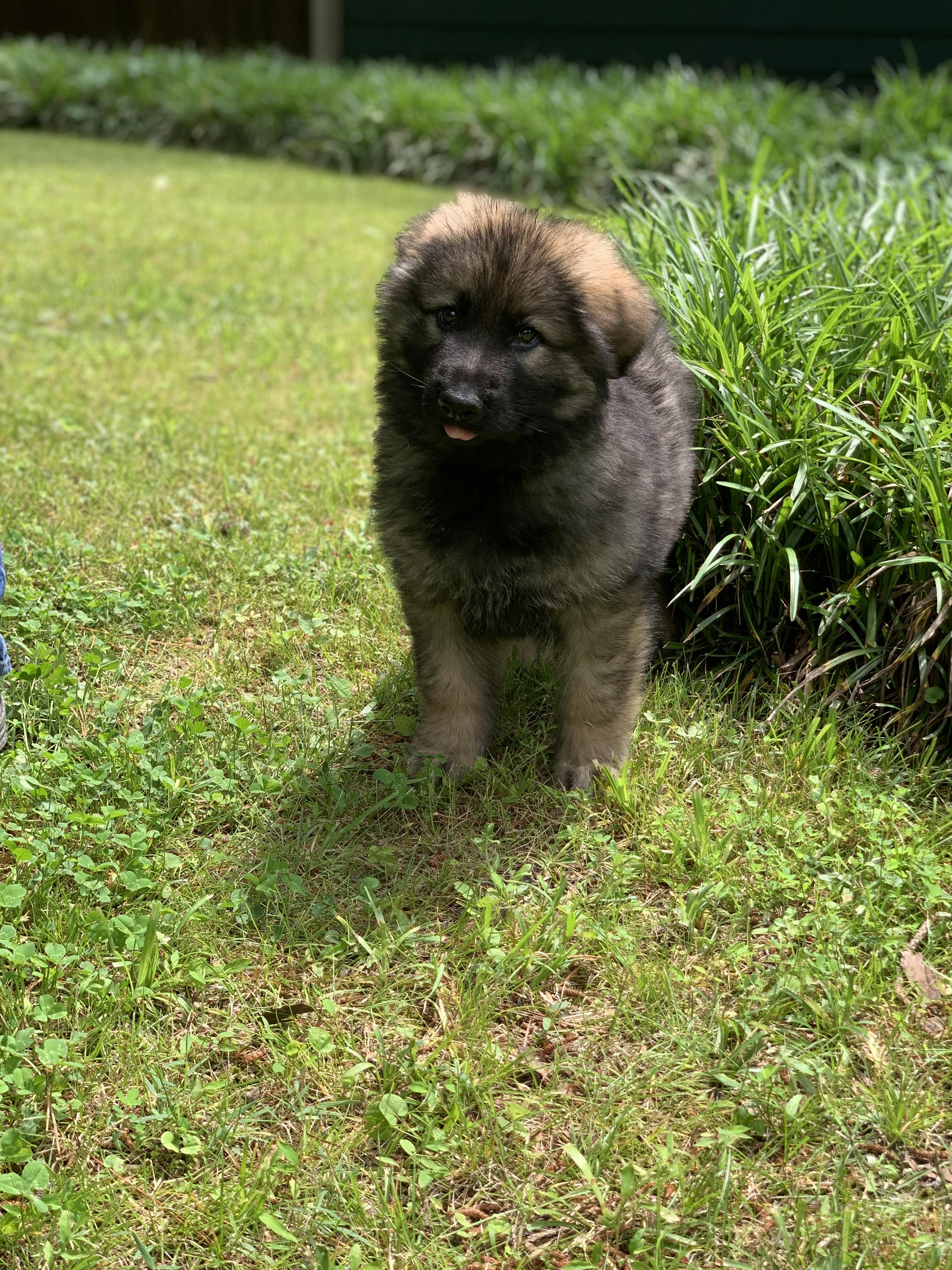 Enlarge Red, a Adopted German Shepherd Dog in Raleigh, NC image 4/5