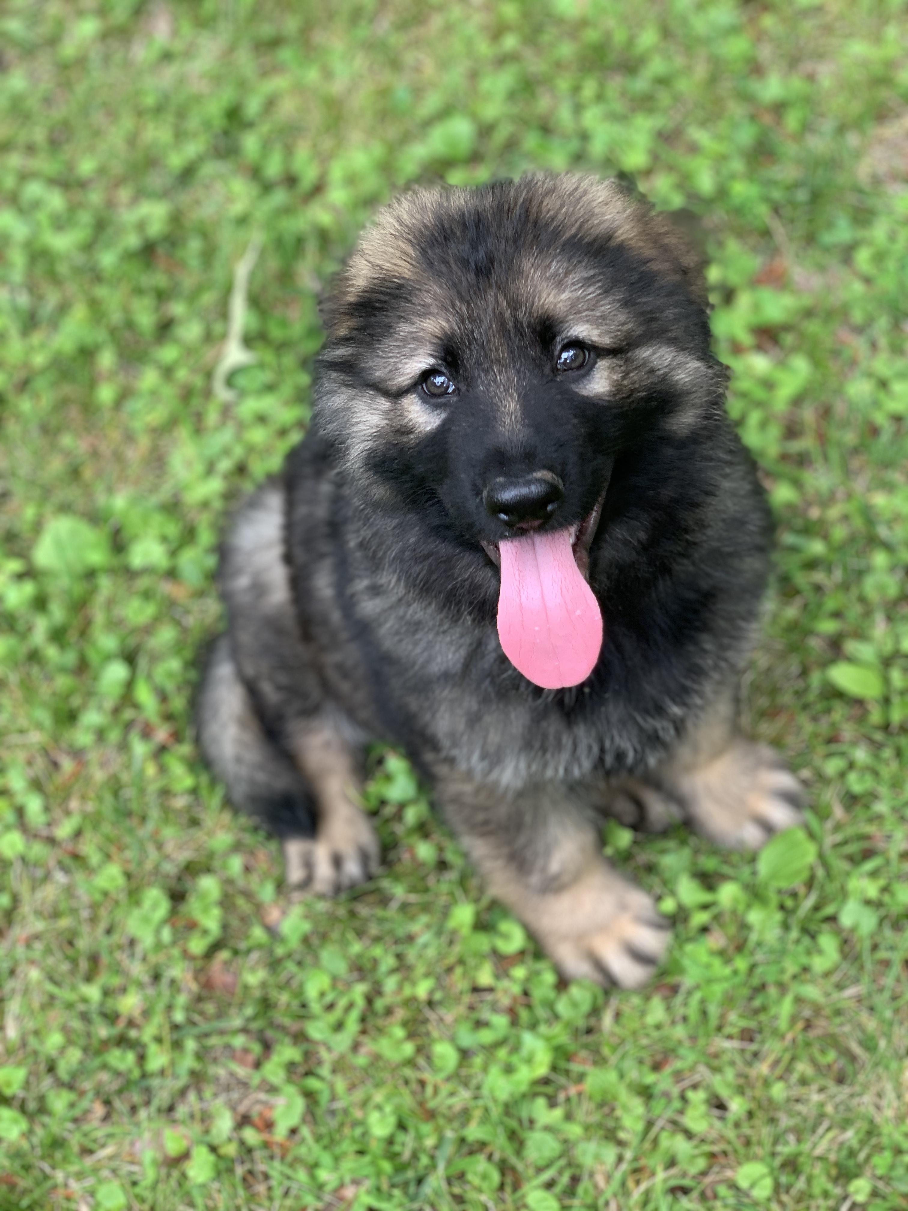 Enlarge Red, a Adopted German Shepherd Dog in Raleigh, NC image 5/5