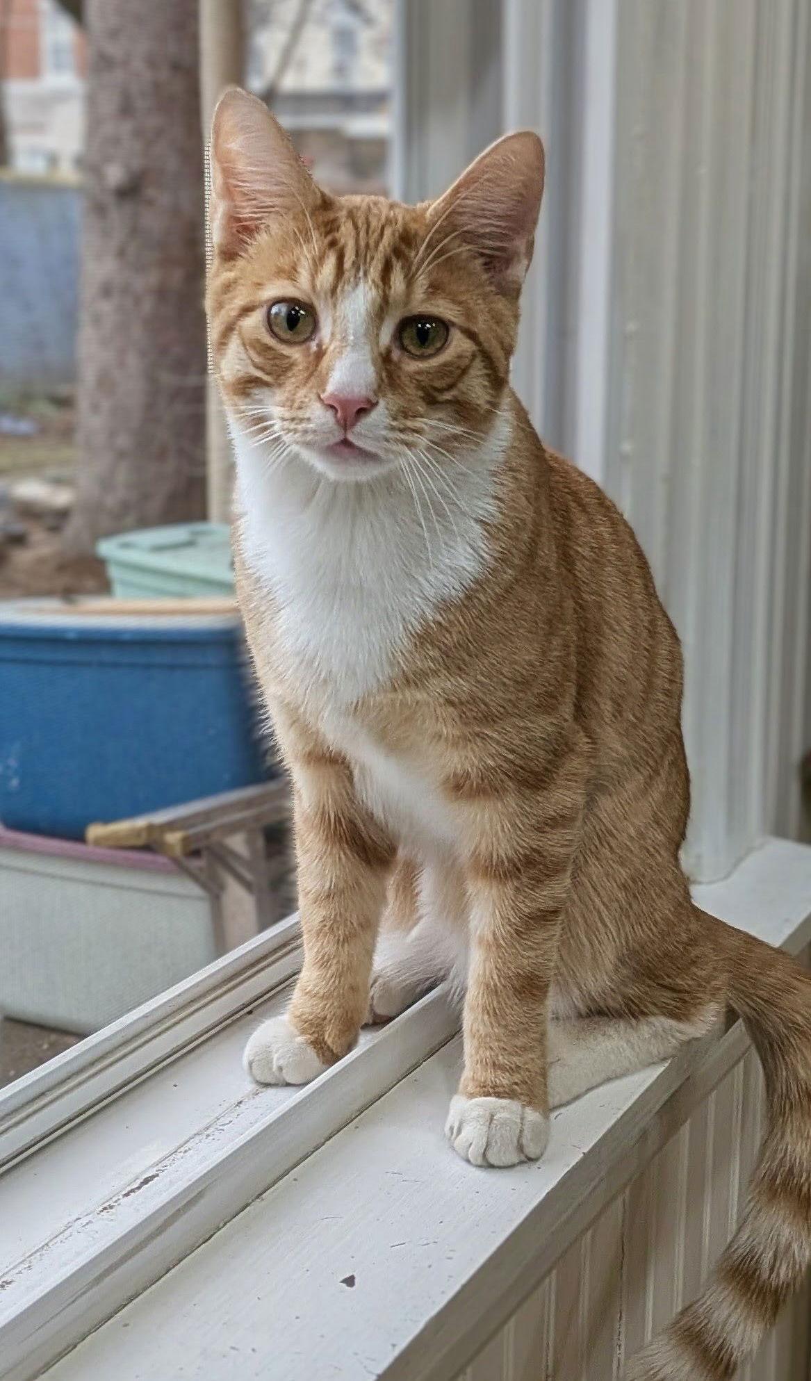 Enlarge MacGyver, a Adoptable Domestic Short Hair in Blackwood, NJ image 1/3