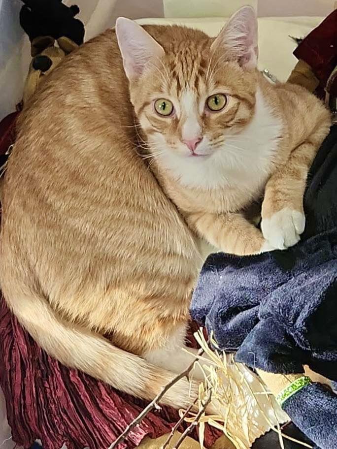 Enlarge MacGyver, a Adoptable Domestic Short Hair in Blackwood, NJ image 2/3