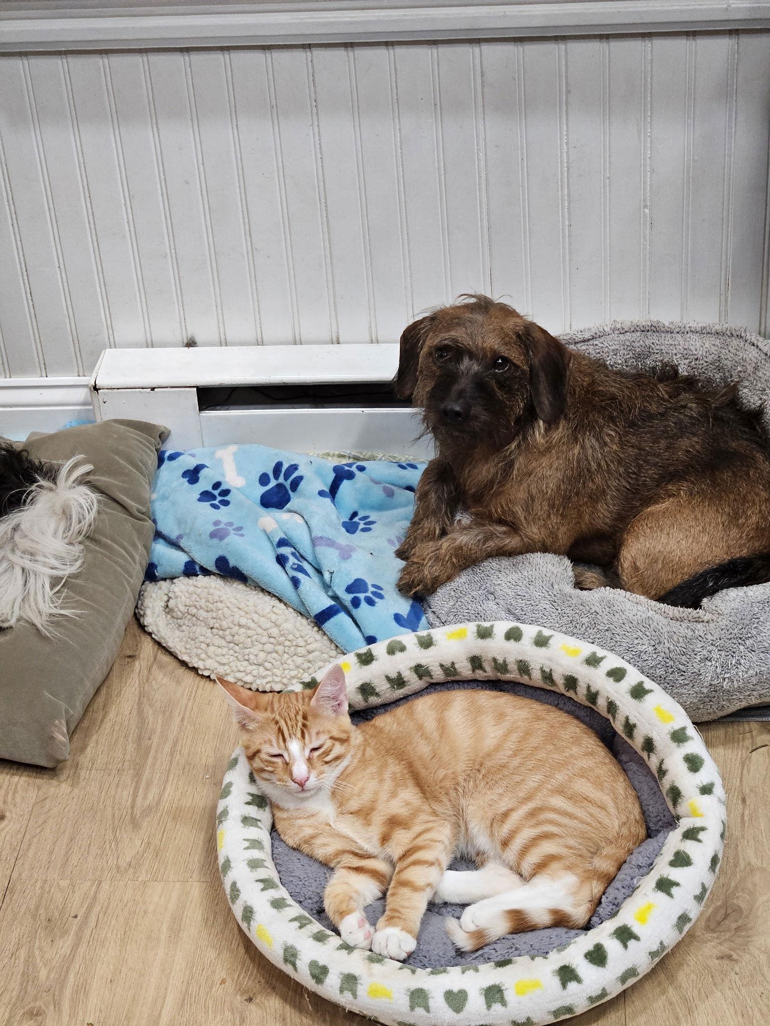 Enlarge MacGyver, a Adoptable mixed breed in Blackwood, NJ image 1/3