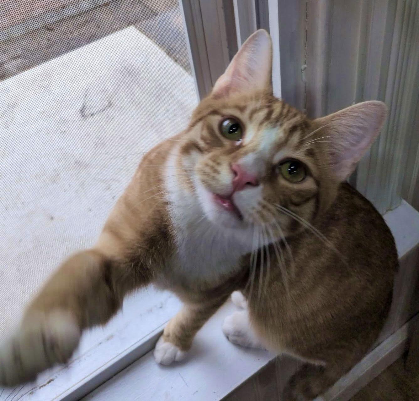 Enlarge MacGyver, a Adoptable Domestic Short Hair in Blackwood, NJ image 3/3