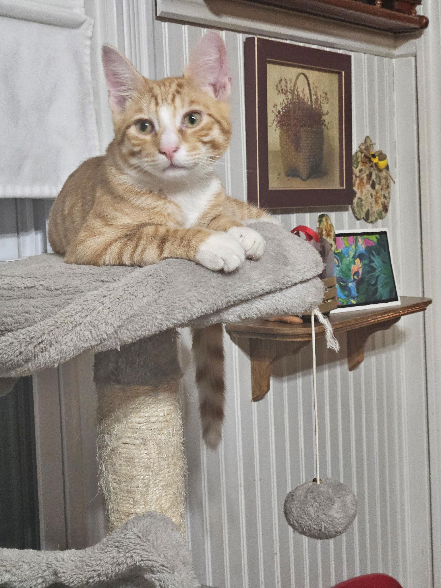 Enlarge MacGyver, a Adoptable mixed breed in Blackwood, NJ image 2/3