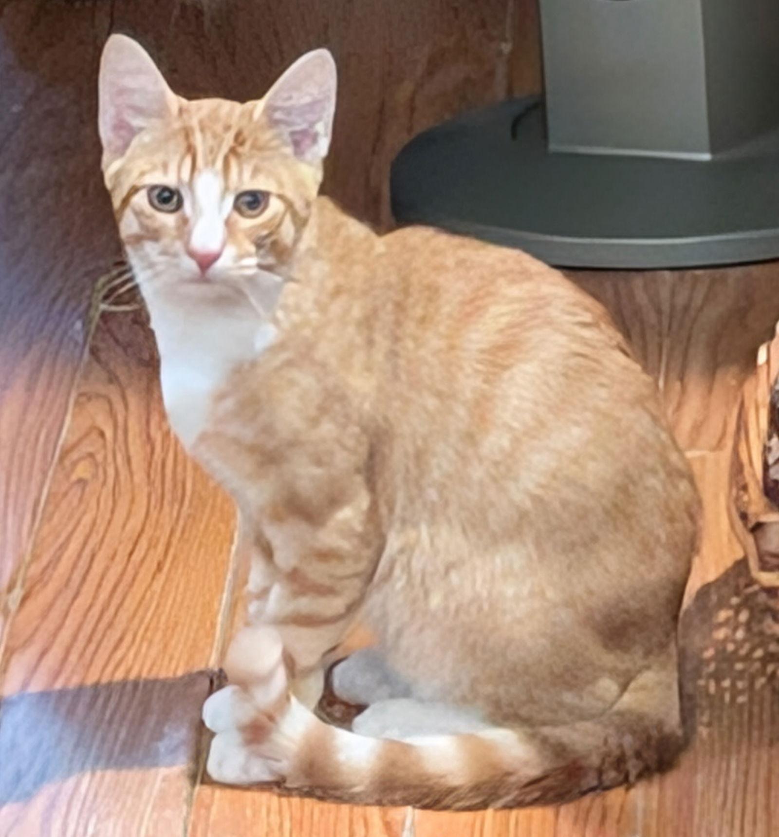 Enlarge MacGyver, a Adoptable mixed breed in Blackwood, NJ image 3/3