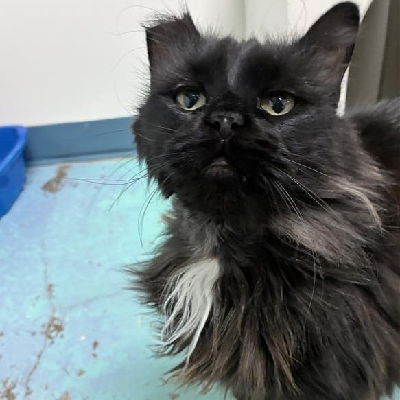 Zara, Adoptable, Adult Female Domestic Long Hair.