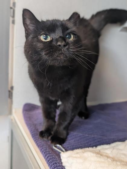 Shelly, Adoptable, Adult Female Domestic Short Hair & Domestic Short Hair.