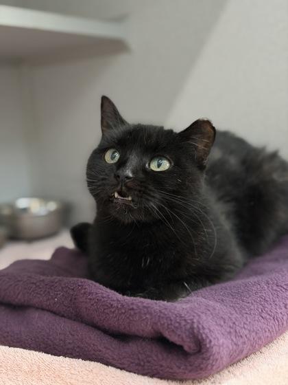 Enlarge Shelly, a Adoptable mixed breed in Bensalem, PA image 3/3