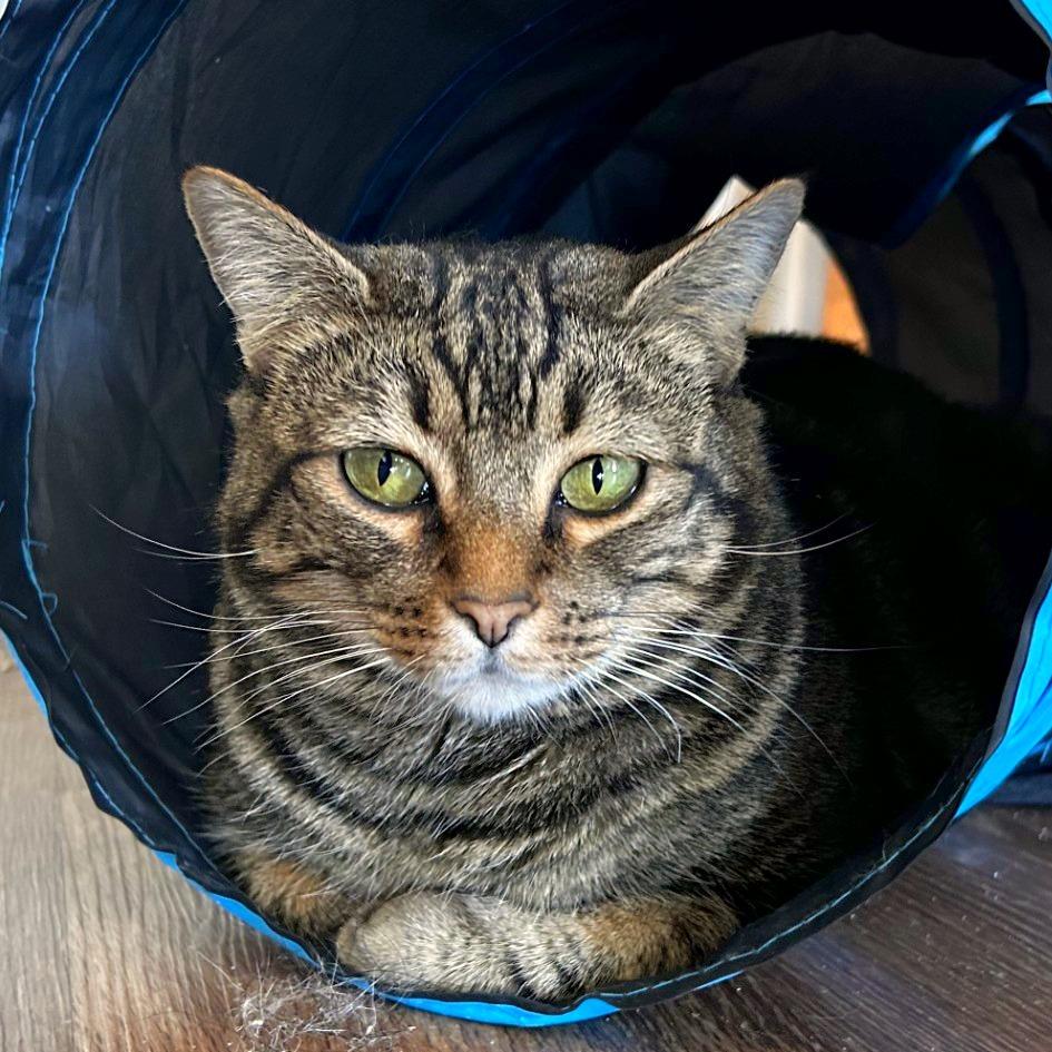 Ariadne, Adoptable, Adult Female Domestic Short Hair & Domestic Short Hair.