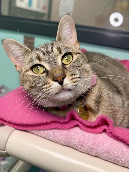 Curly, Adoptable, Adult Female Domestic Short Hair & Domestic Short Hair.