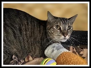 Enlarge ELSBETH, a Adoptable Domestic Short Hair in Peoria, IL image 1/1