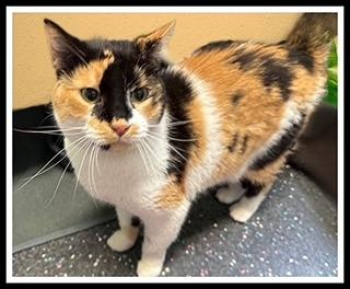 FOUR, Adoptable, Adult Female Domestic Short Hair.