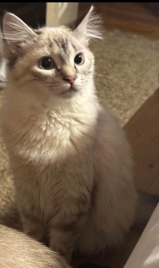 Snowflake thumbnail 3