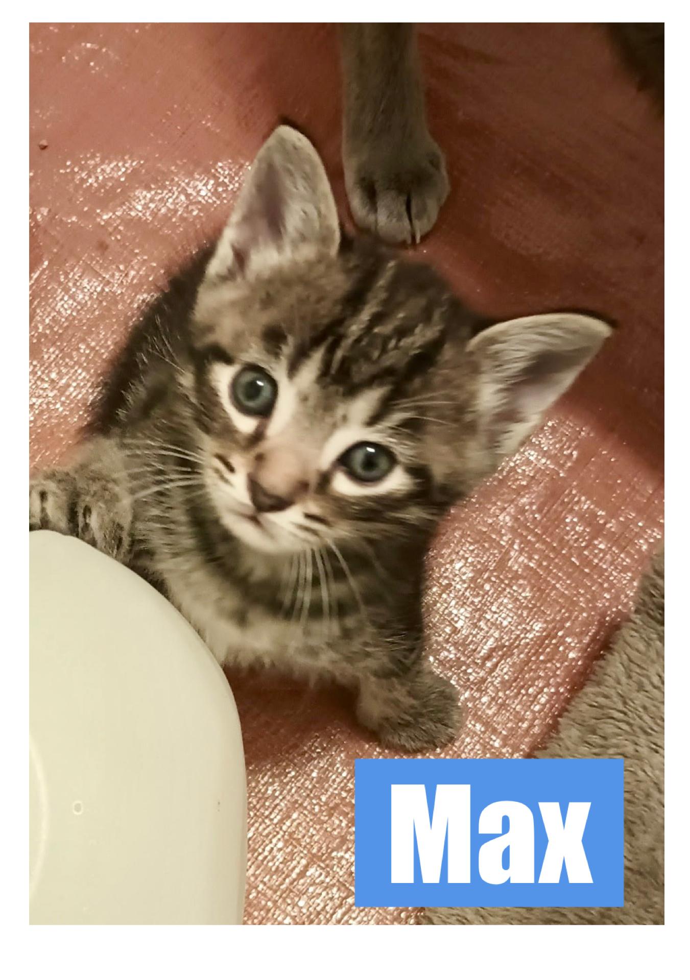 Max, Baby Male unknown