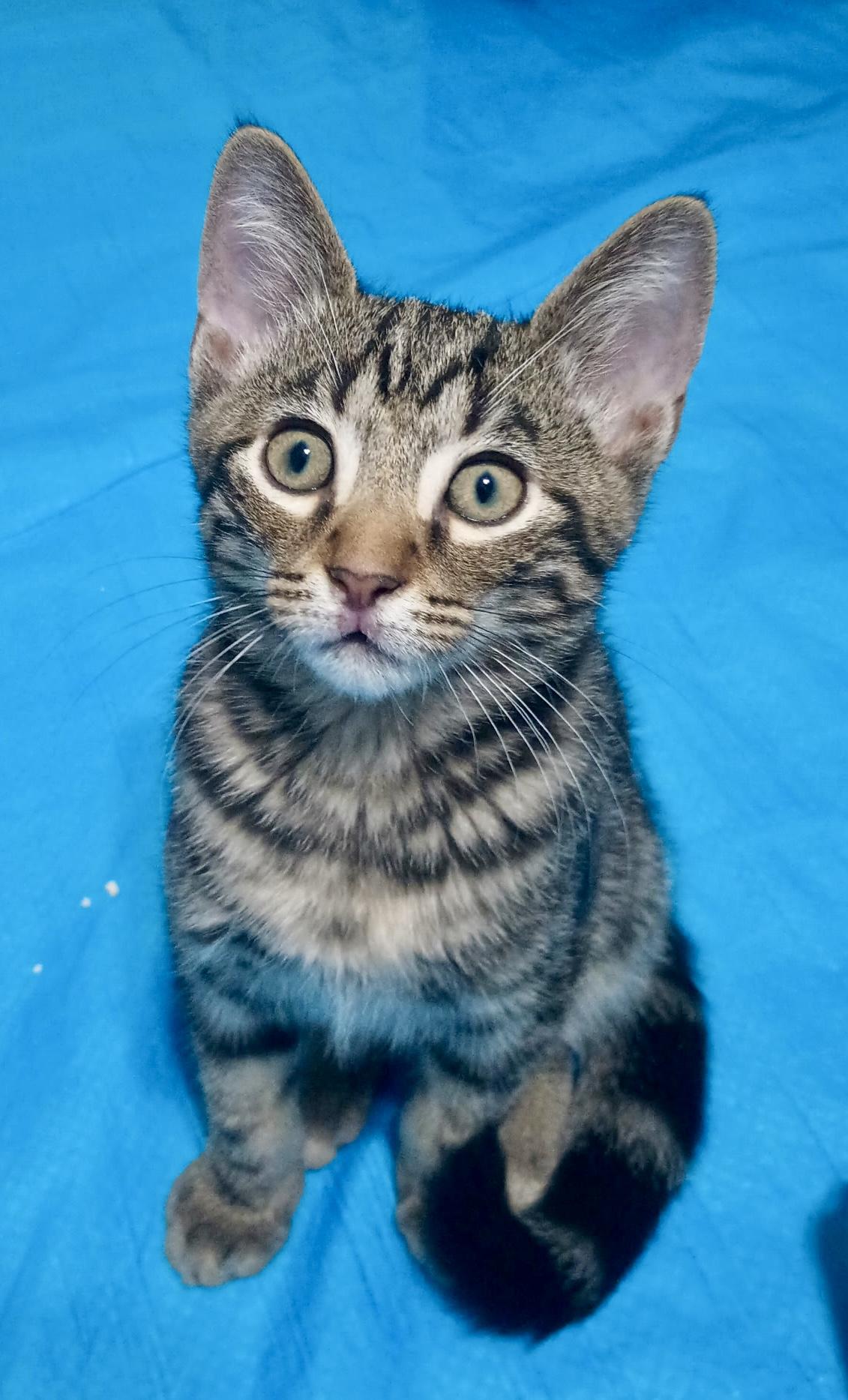 Max, Adoptable, Kitten Male Tabby.