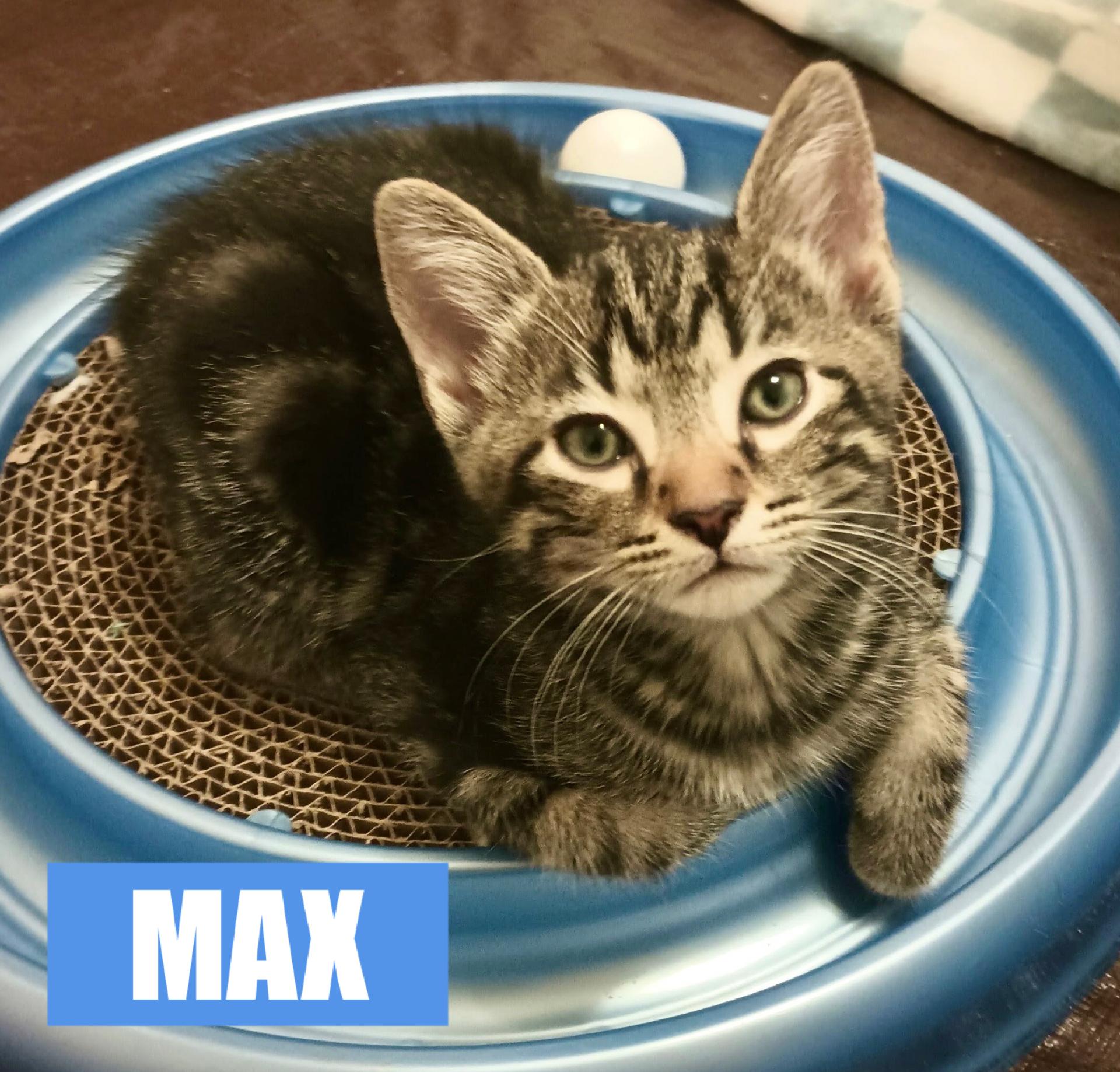 Max, Baby Male unknown