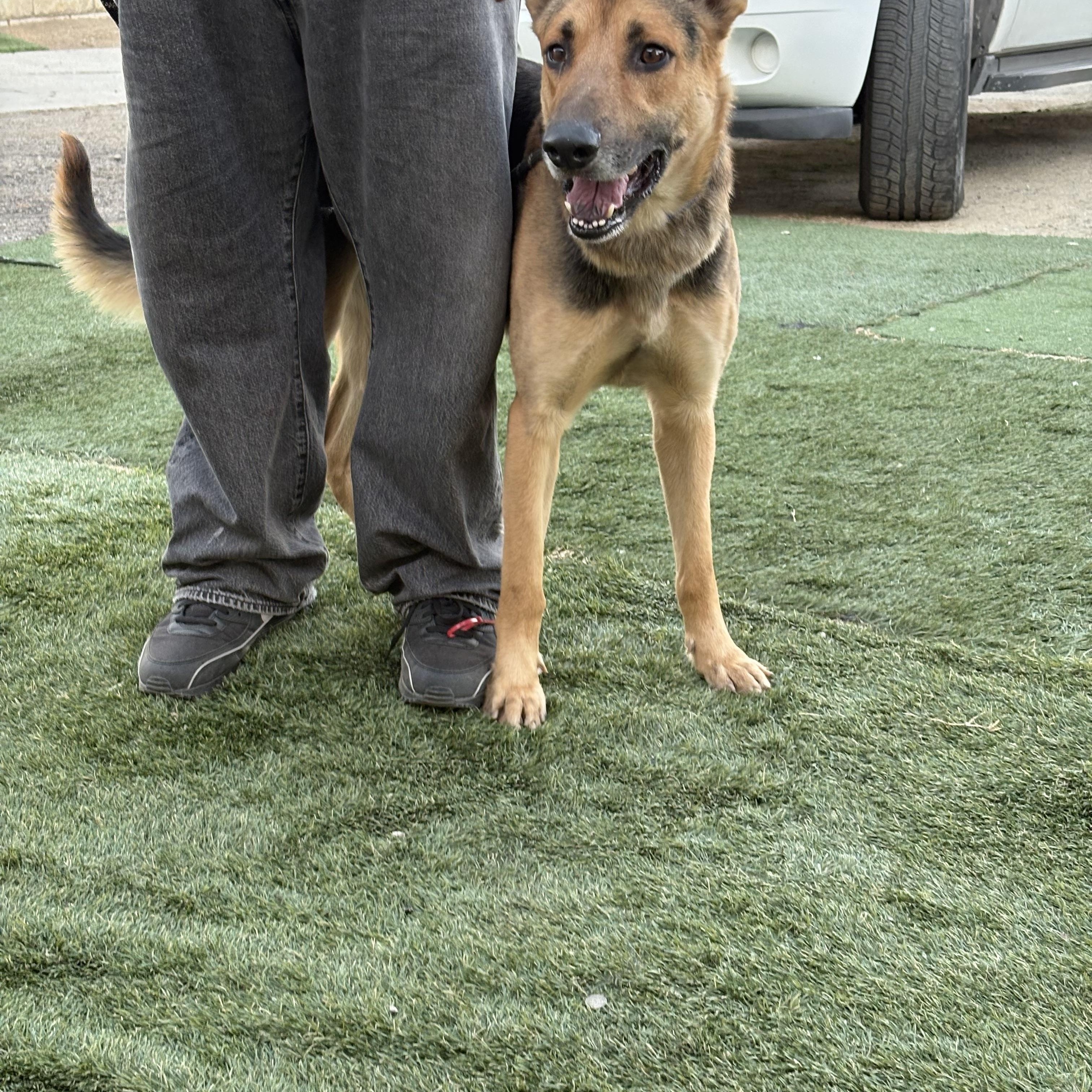 Enlarge Toby, a Adoptable mixed breed in Weston, MA image 5/5