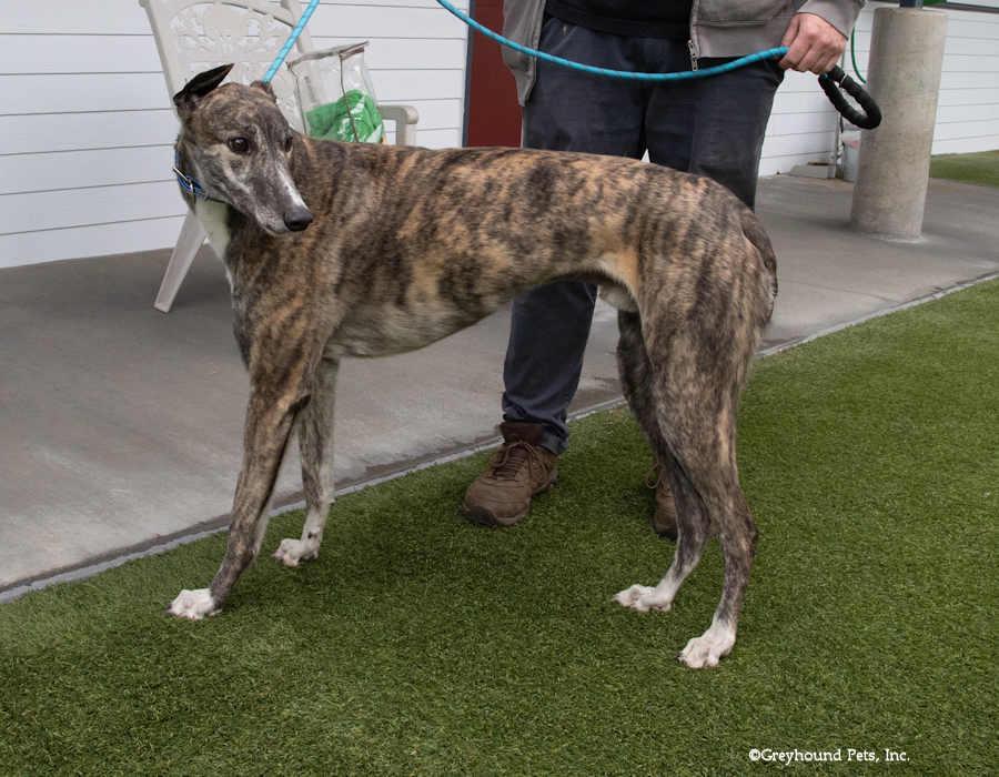 Enlarge Bang, a Adoptable Greyhound in Woodinville, WA image 1/2