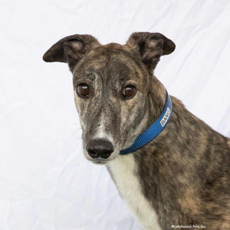 Enlarge Bang, a Adoptable Greyhound in Woodinville, WA image 2/2