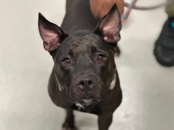 Solo, Adoptable, Adult Female Mixed Breed.