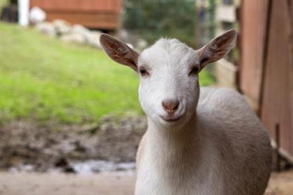 Capricorn, Adoptable, Young Male Goat.