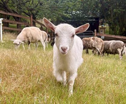 Capricorn, a Adoptable Goat in Sultan, WA image 2/2