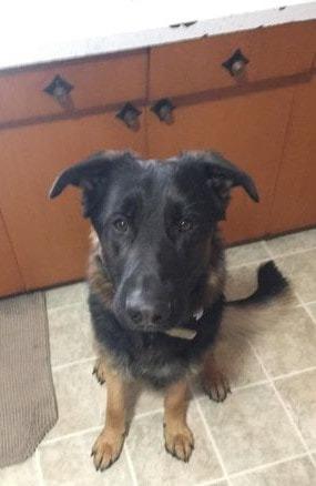 Cecil, a Adoptable German Shepherd Dog in Didsbury, AB image 1/6