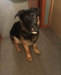 Cecil, a Adoptable German Shepherd Dog in Didsbury, AB image 5/6