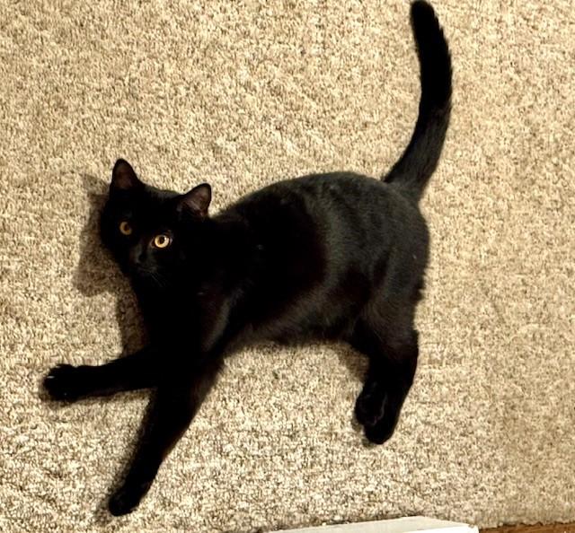 Stella, a Adoptable American Shorthair in Hull, MA image 2/3