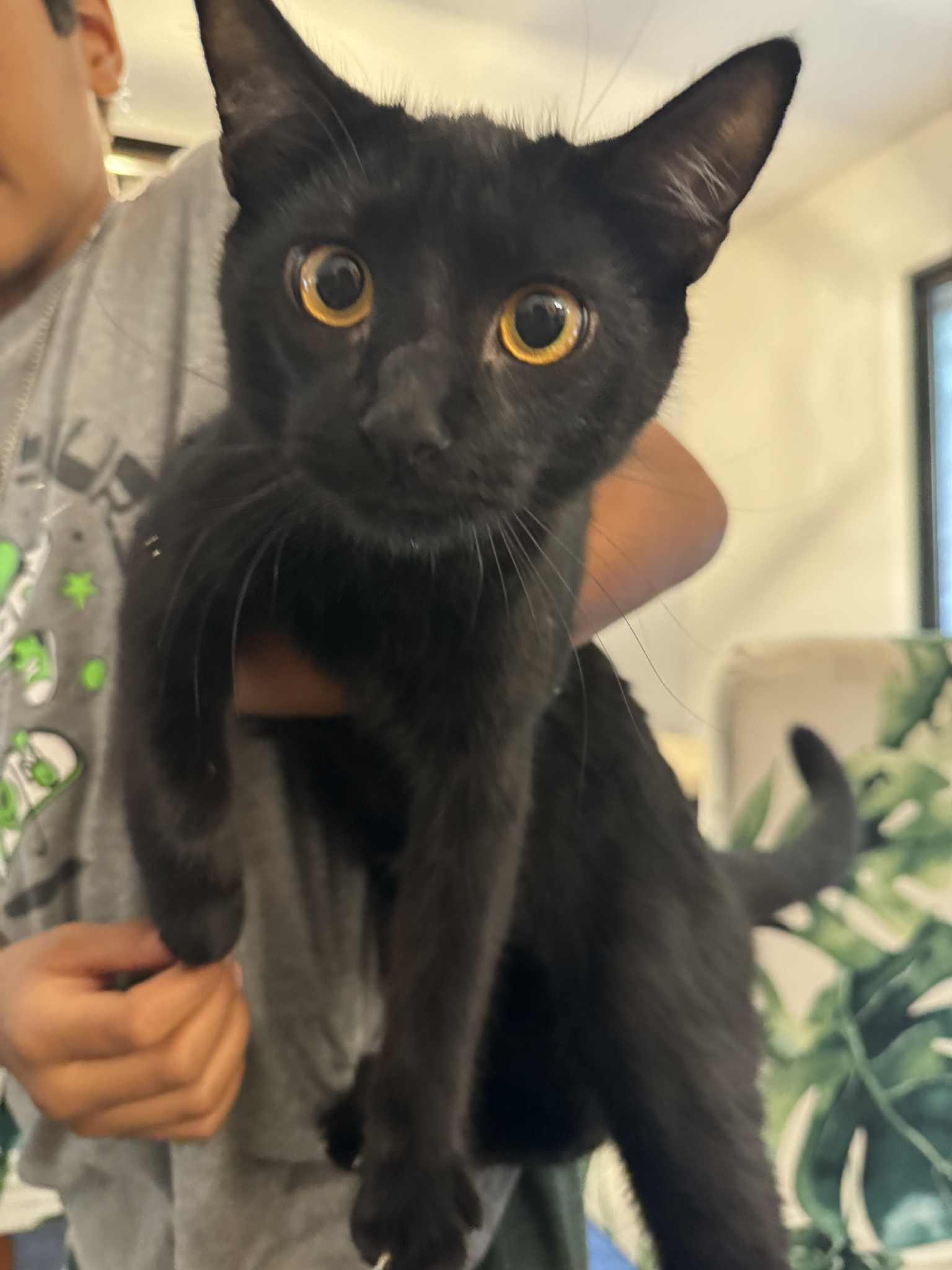 Stella, a Adoptable American Shorthair in Hull, MA image 3/3