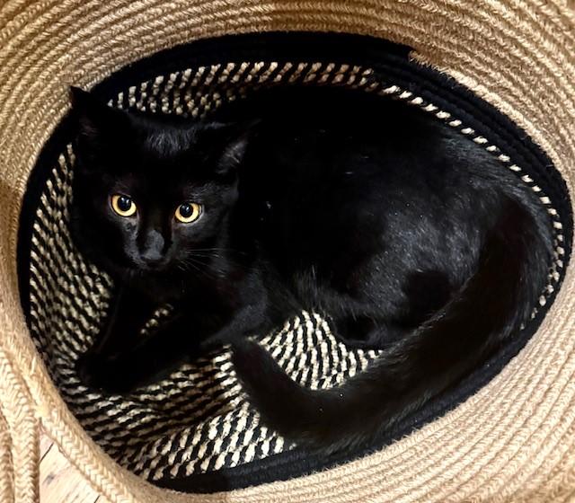 Stella, a Adoptable American Shorthair in Hull, MA image 1/3