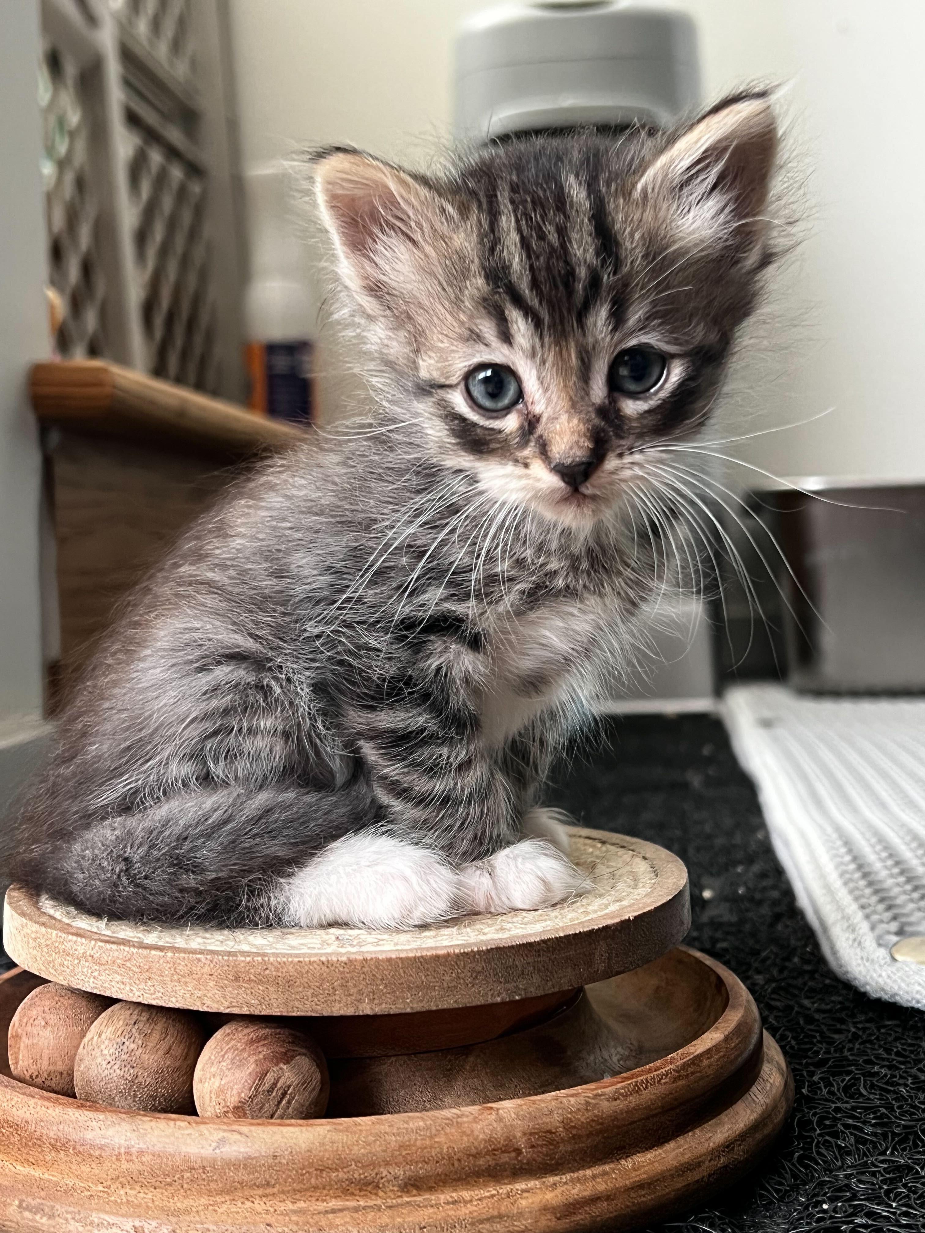 Enlarge The Wee Fergus, a ADOPTABLE Domestic Medium Hair in Santa Monica, CA image 2/5