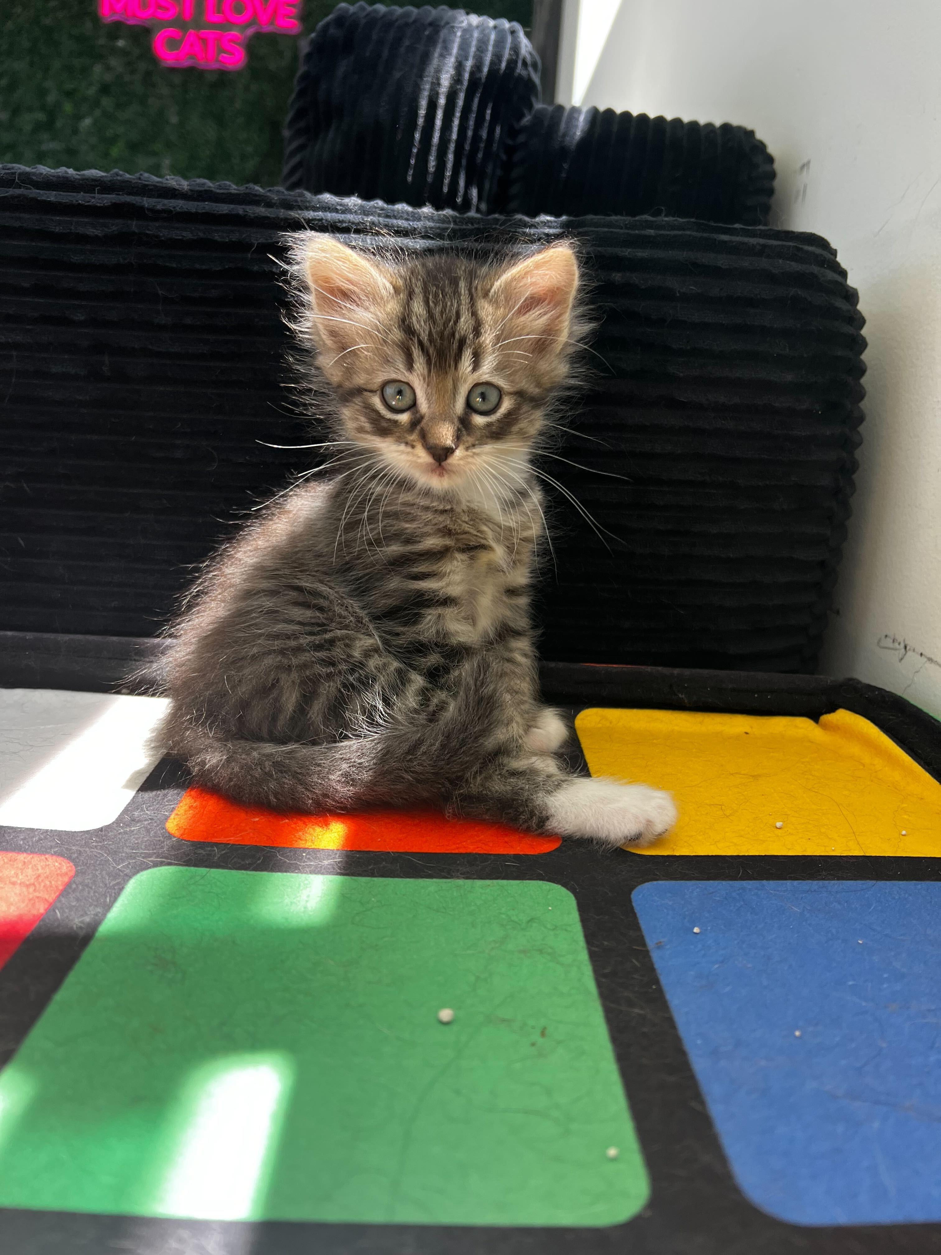 Enlarge The Wee Fergus, a ADOPTABLE Domestic Medium Hair in Santa Monica, CA image 3/5