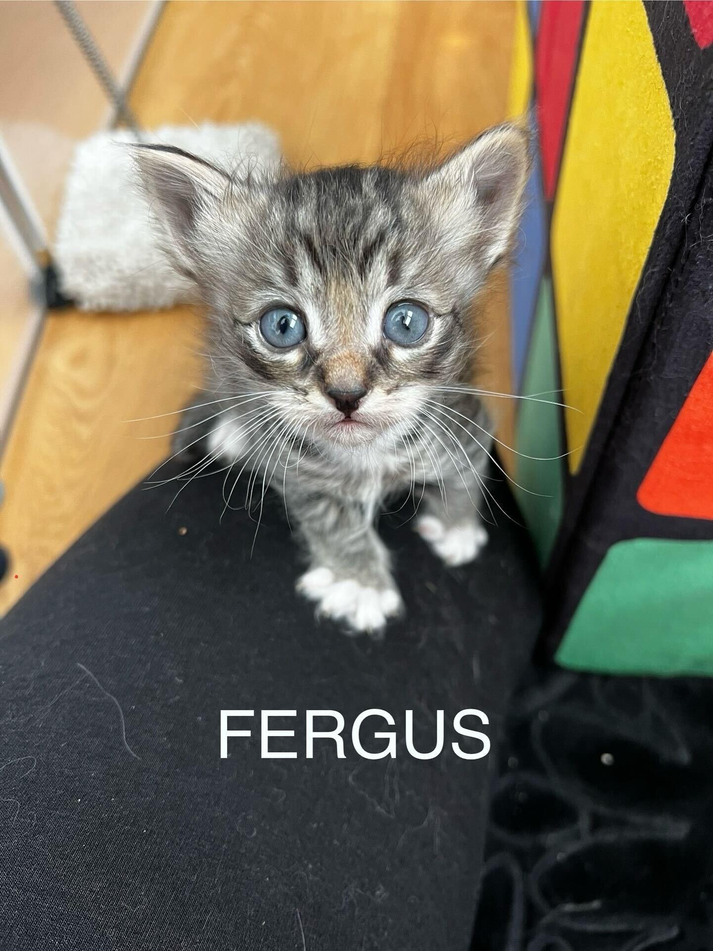 Enlarge The Wee Fergus, a ADOPTABLE Domestic Medium Hair in Santa Monica, CA image 4/5