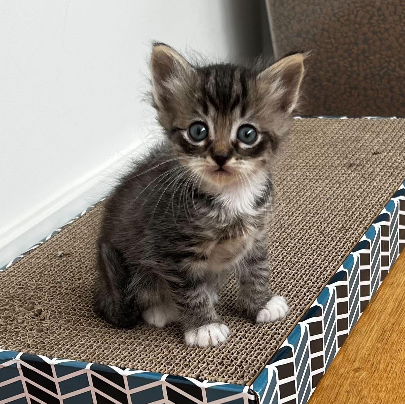 Enlarge The Wee Fergus, a ADOPTABLE Domestic Medium Hair in Santa Monica, CA image 1/5