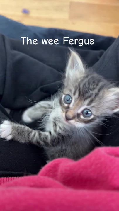Enlarge The Wee Fergus, a ADOPTABLE Domestic Medium Hair in Santa Monica, CA video 5/5