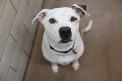 Stryker, a Adoptable mixed breed in Golden Valley, MN image 1/3