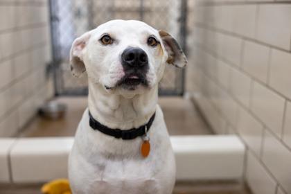 Stryker, a Adoptable mixed breed in Golden Valley, MN image 2/3