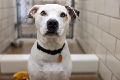 Stryker, a Adoptable mixed breed in Golden Valley, MN image 3/3