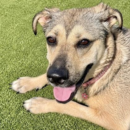Zella, a Adoptable mixed breed in Largo, FL image 2/3