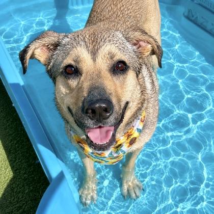 Zella, a Adoptable mixed breed in Largo, FL image 3/3