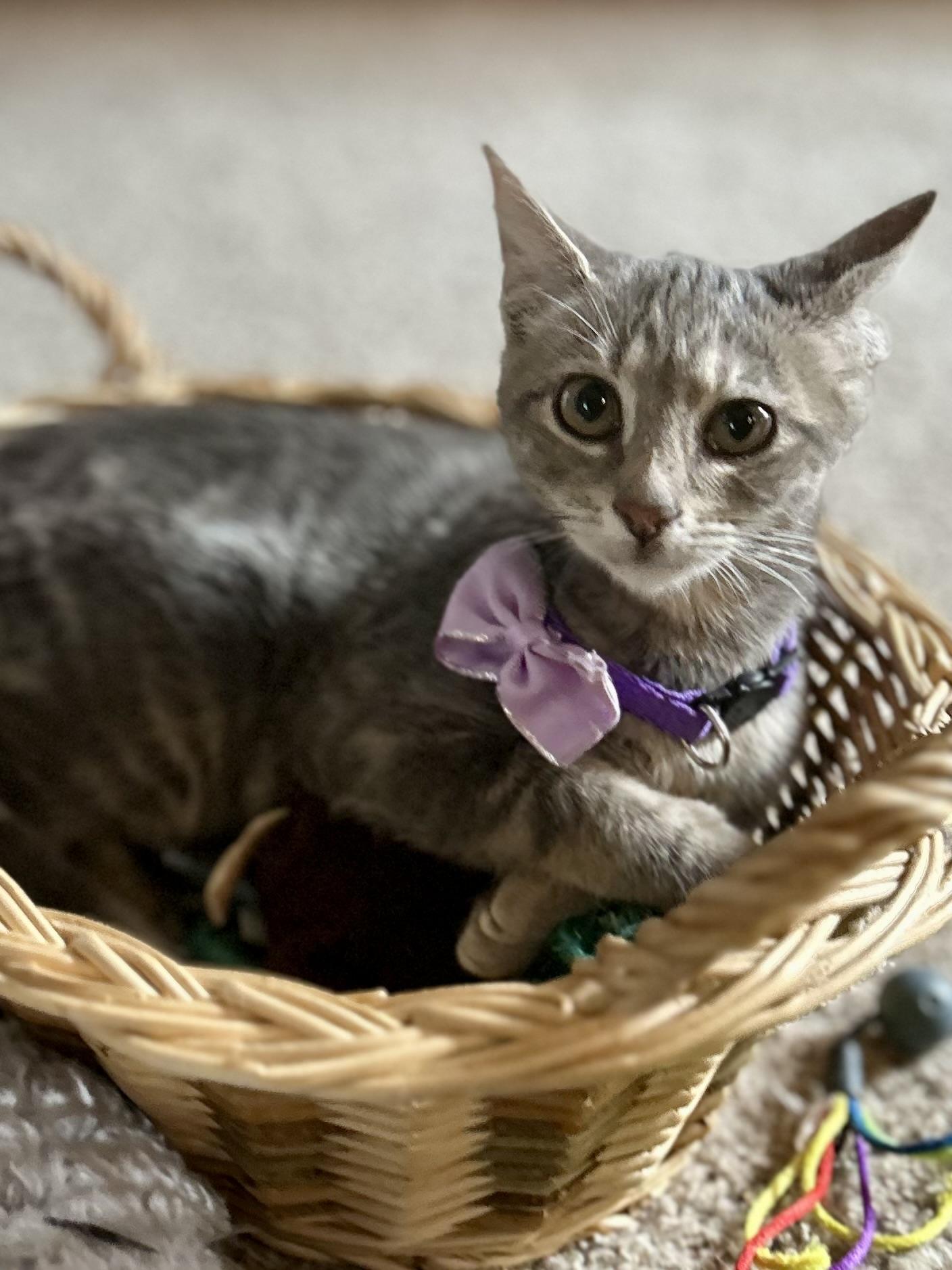Lila photo 2