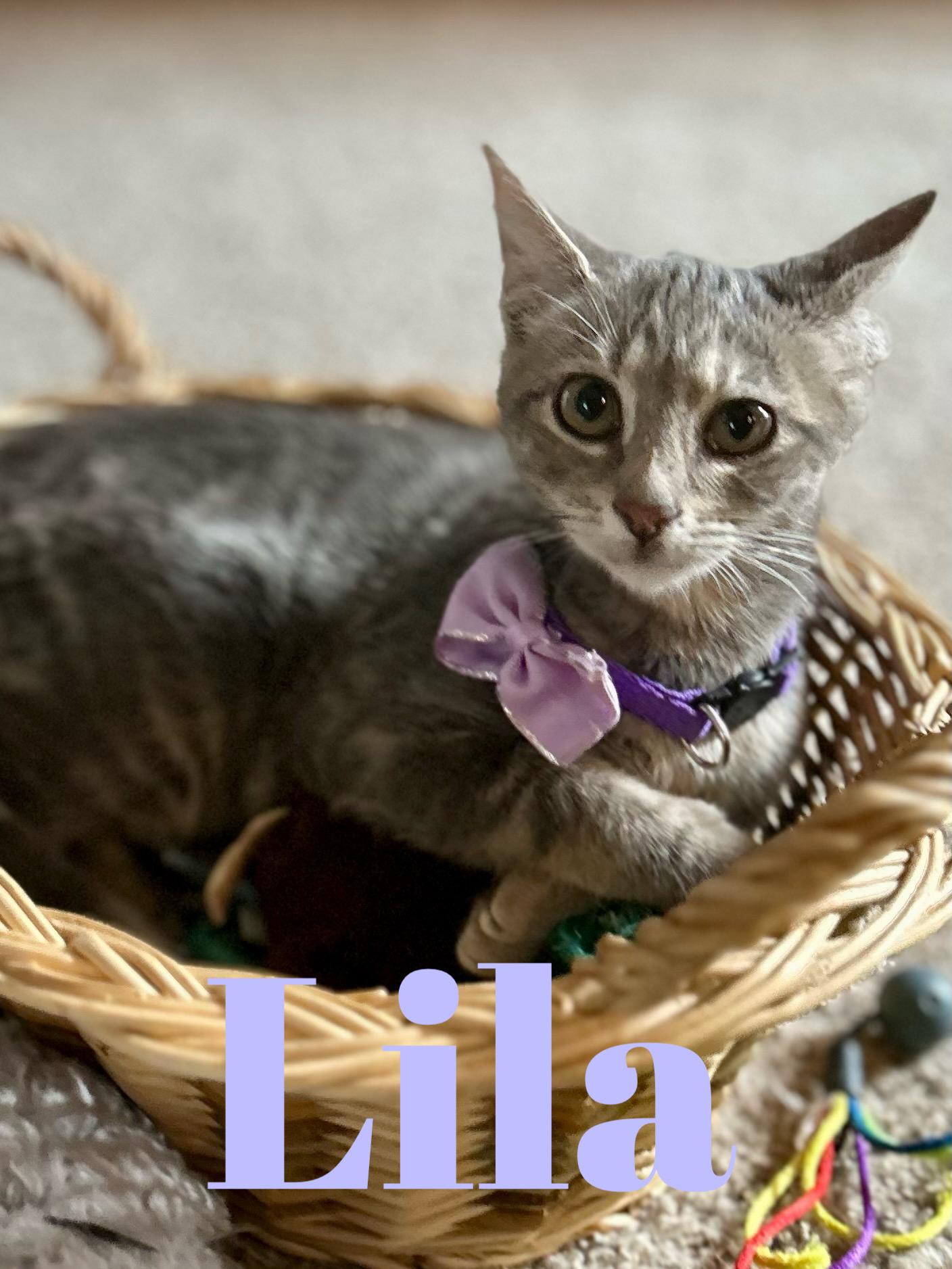 Lila, Baby Female Domestic Short Hair