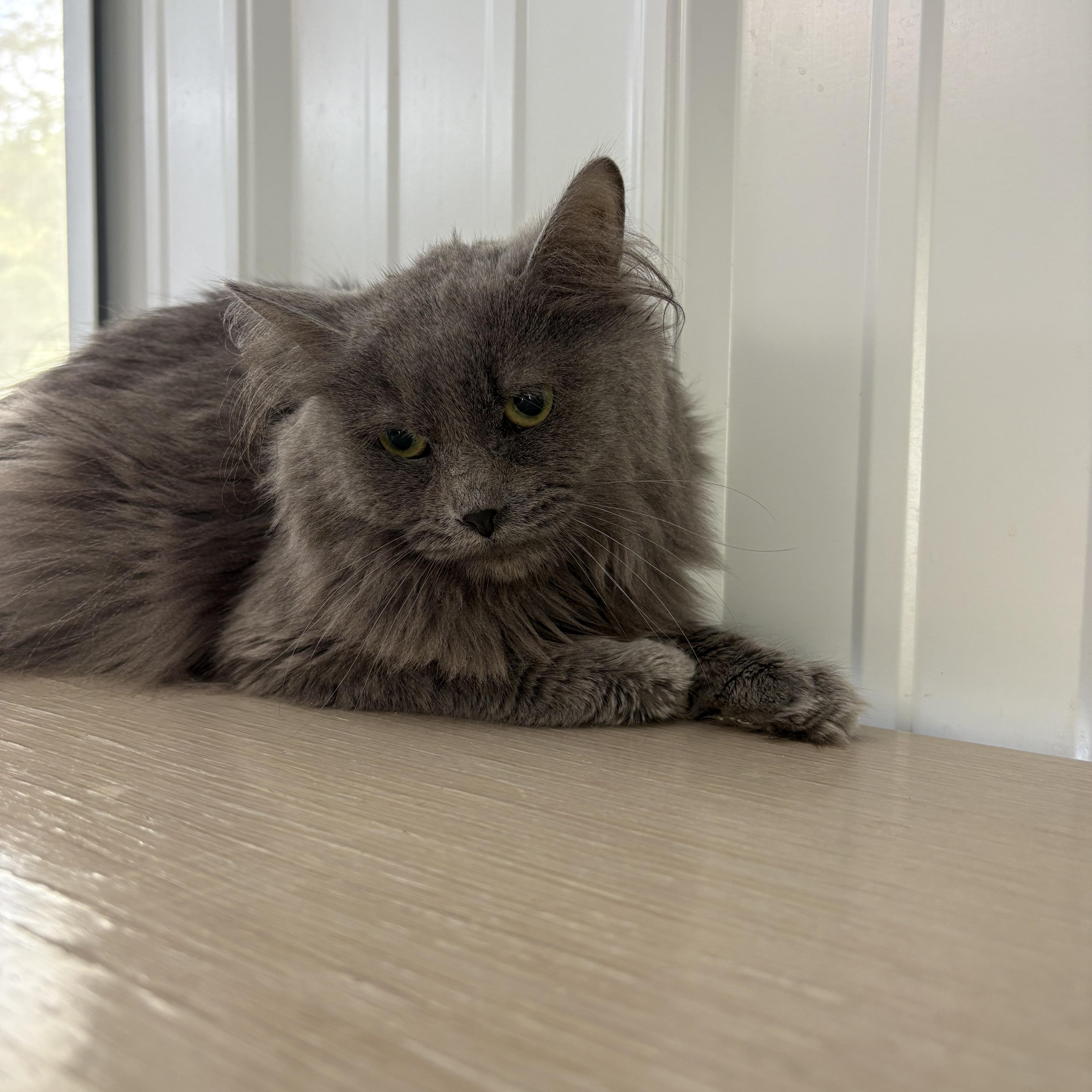 Enlarge Uno, an adopted Domestic Long Hair in Big Rapids, MI image 2/2