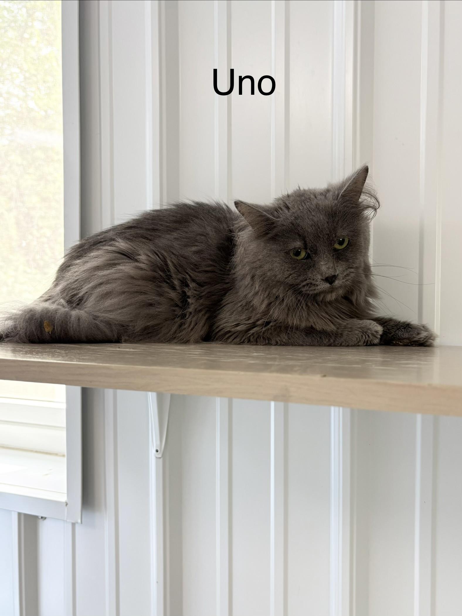 Enlarge Uno, an adopted Domestic Long Hair in Big Rapids, MI image 1/2