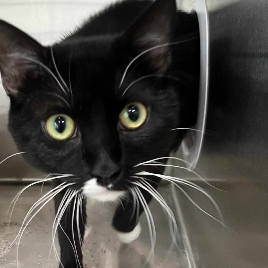 Sydney, Adoptable, Young Female Domestic Medium Hair.