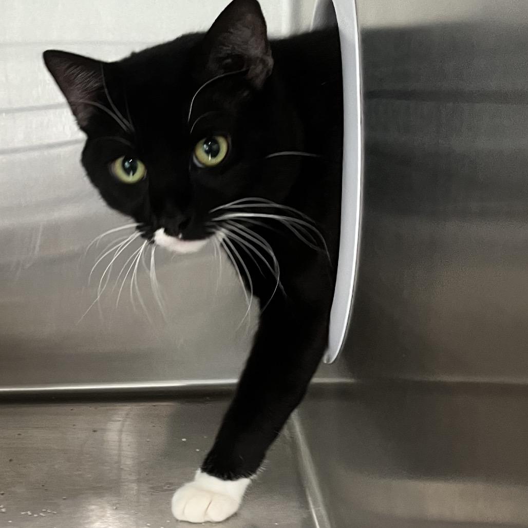 Enlarge Sydney, a Adoptable Domestic Medium Hair in Richmond Hill, GA image 2/4