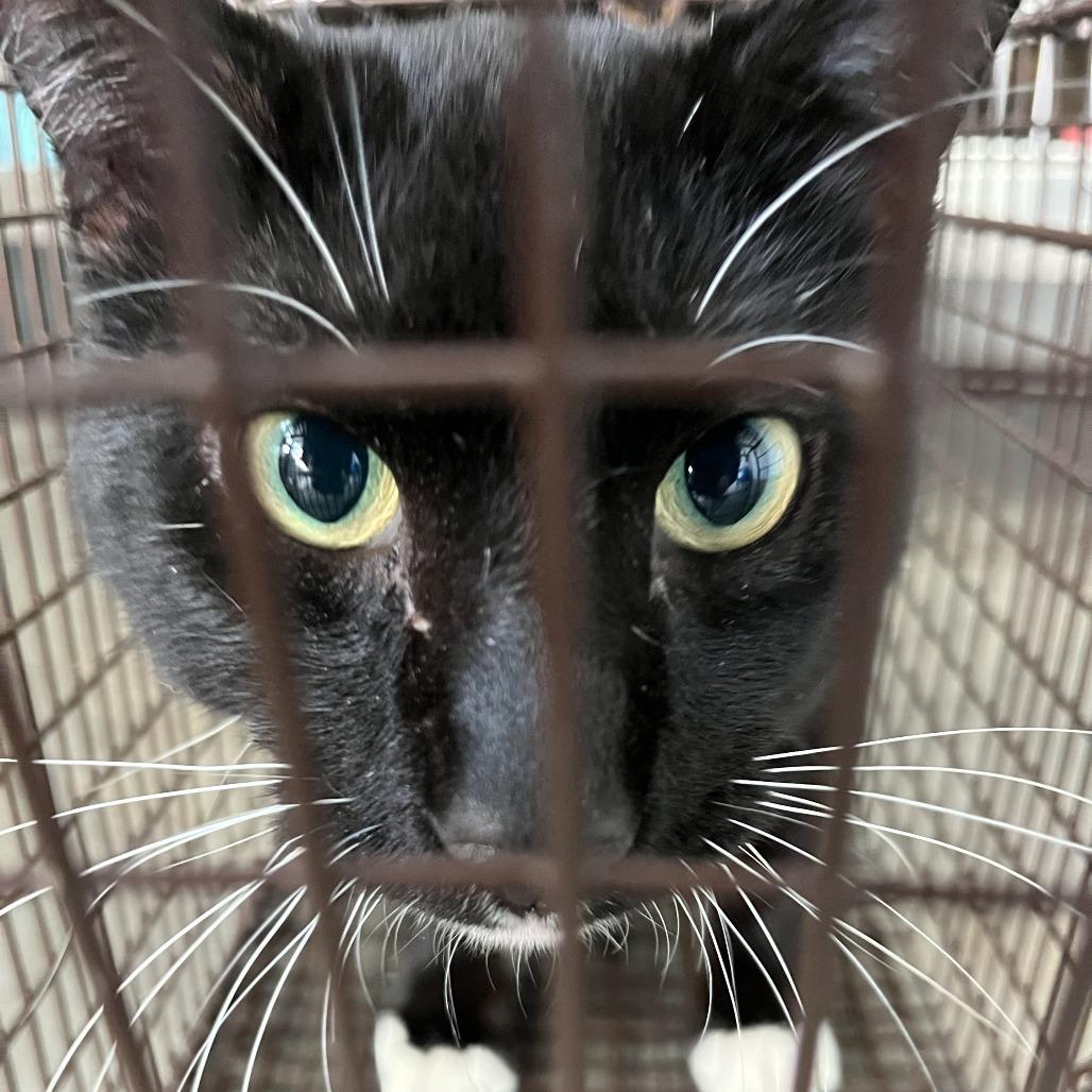 Enlarge Sydney, a Adoptable Domestic Medium Hair in Richmond Hill, GA image 3/4