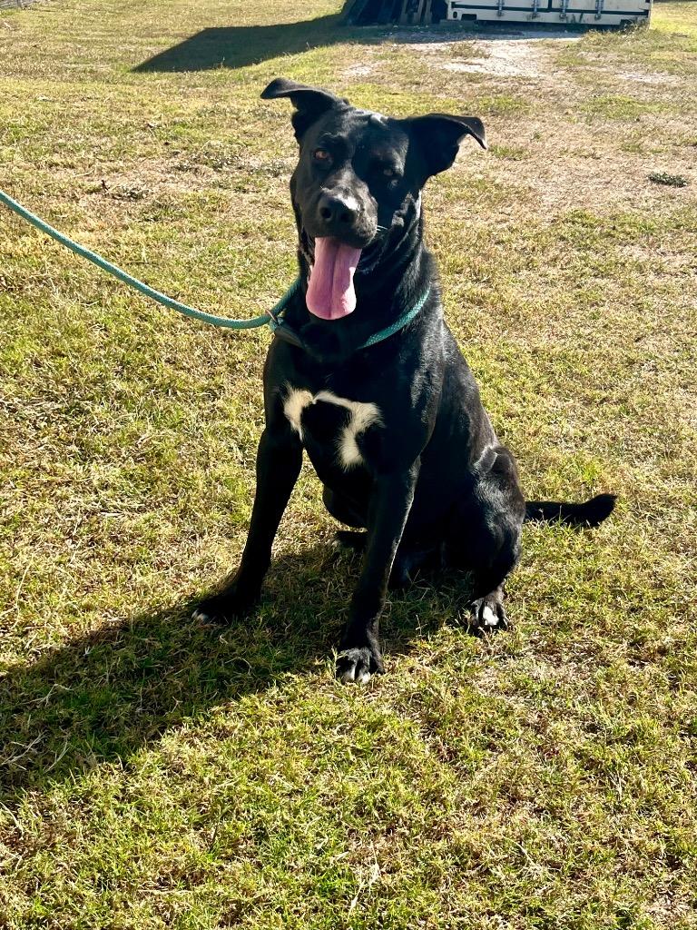 Gunner, Adoptable, Adult Male Labrador Retriever & Mixed Breed.