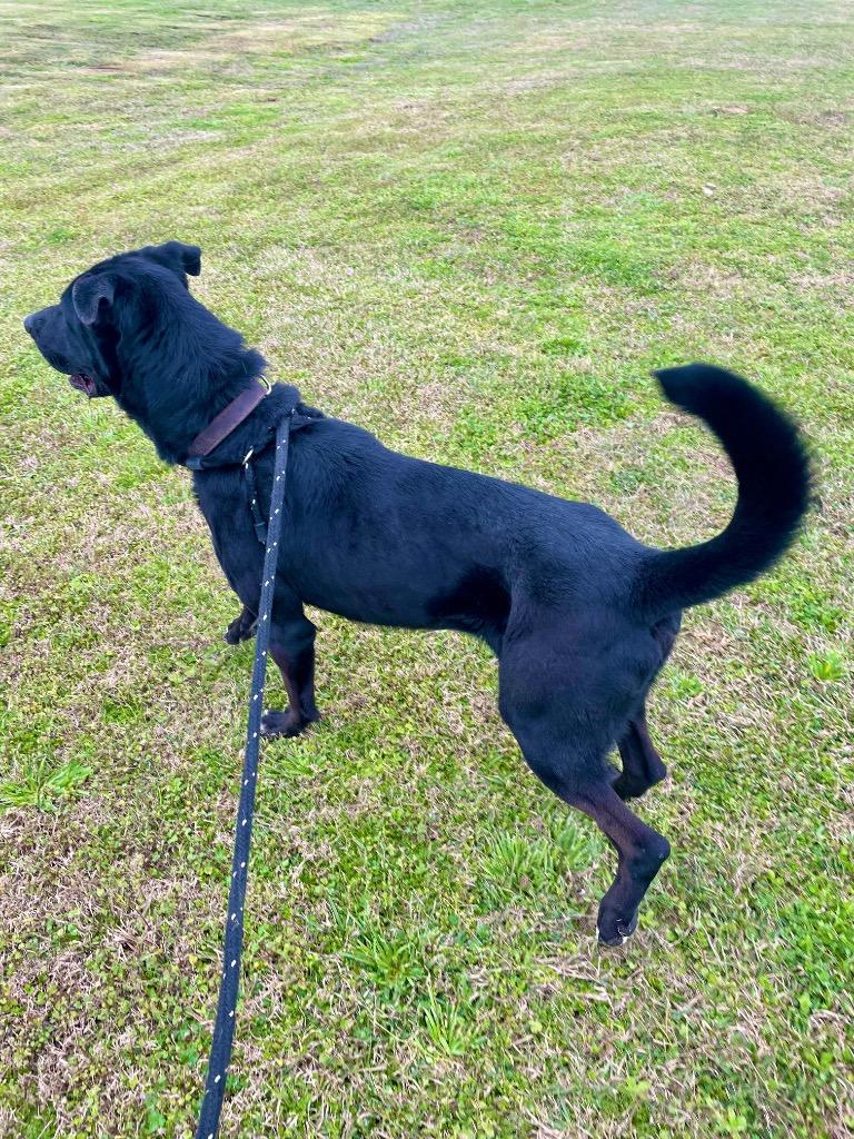 Gunner, Adoptable, Adult Male Labrador Retriever & Mixed Breed.
